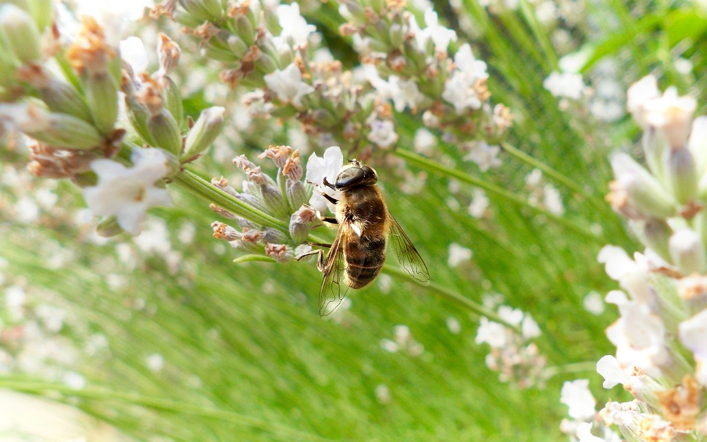Abeille