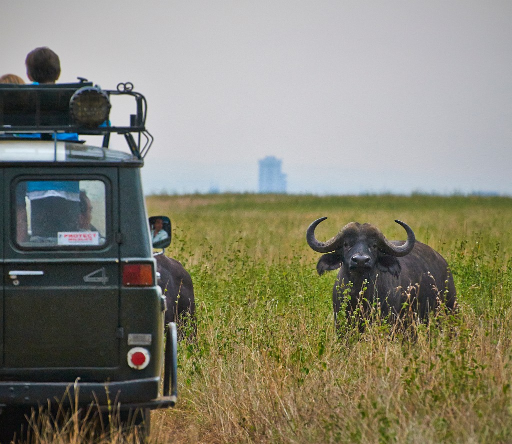 Buffalo