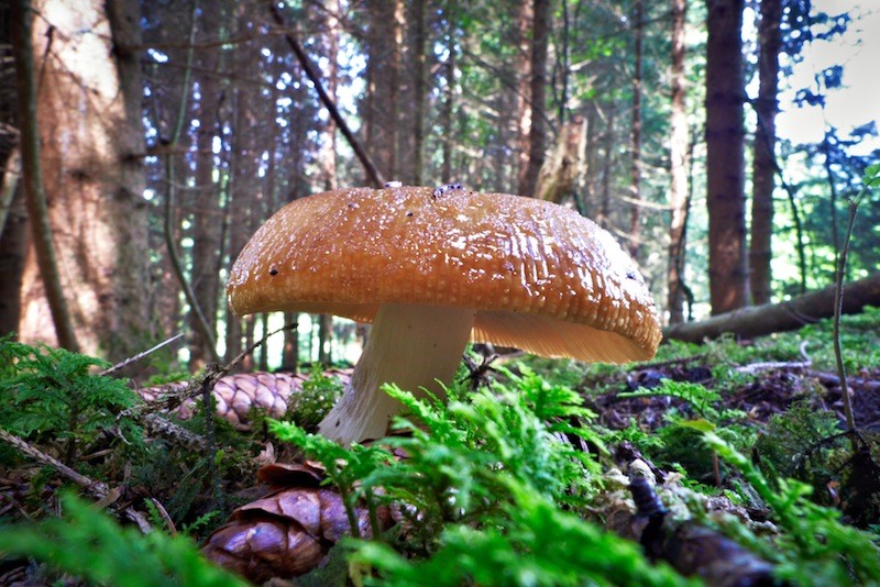Champignon