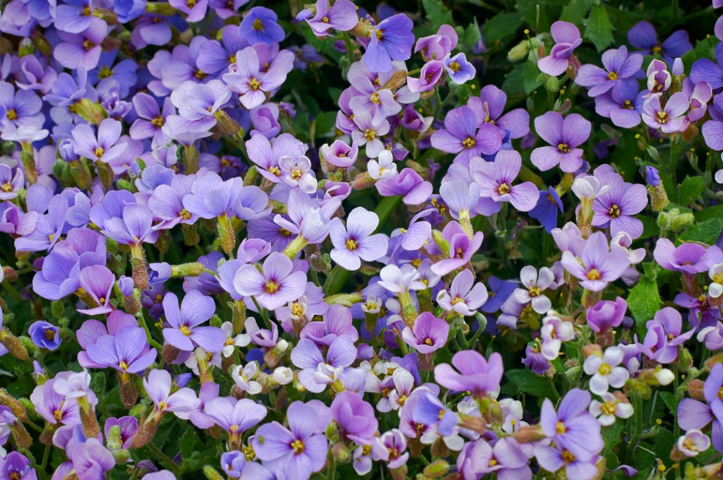 Fleurs