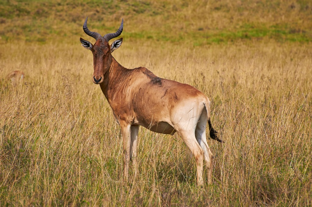 Hartebeest