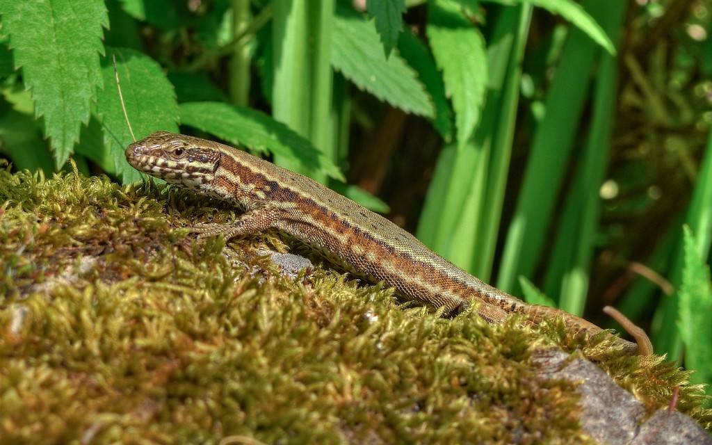 Lezard