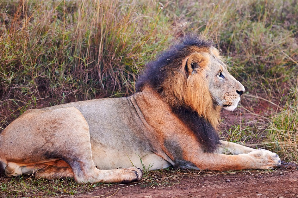 Lion
