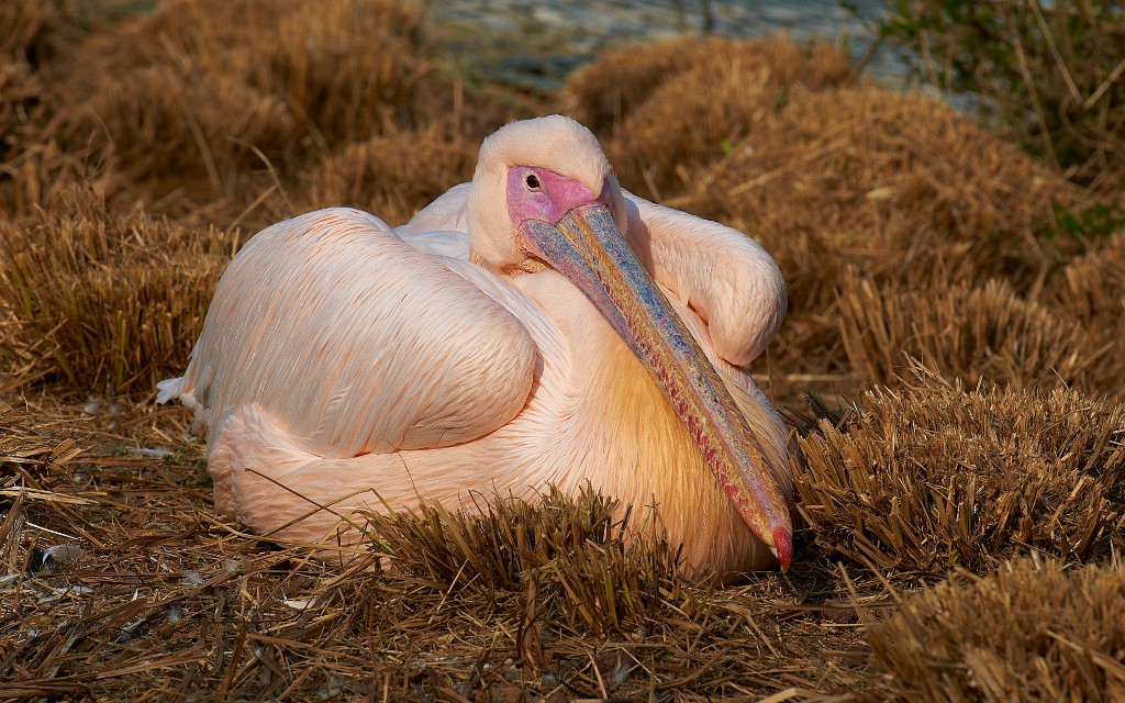 Pelican