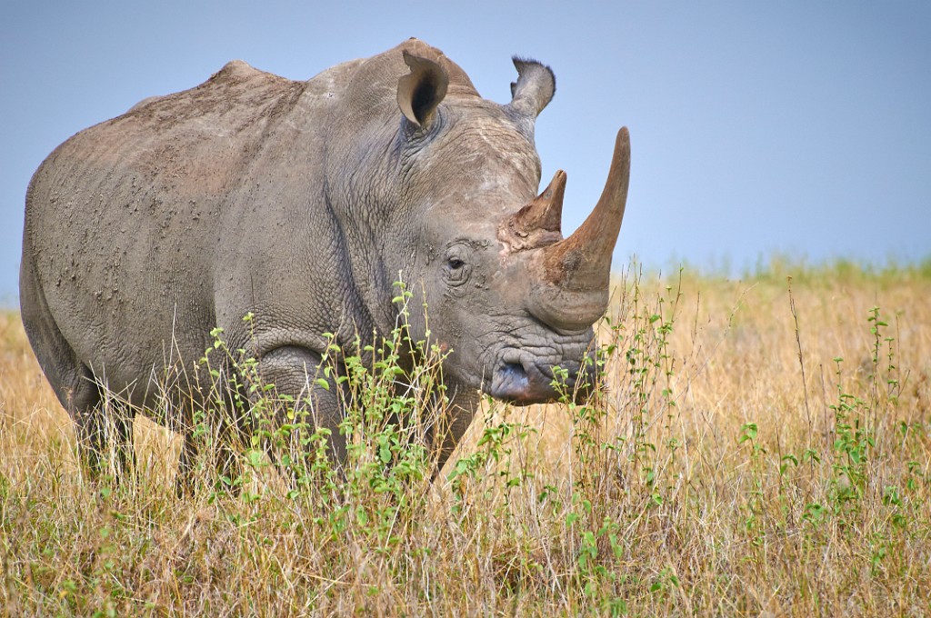 Rhino