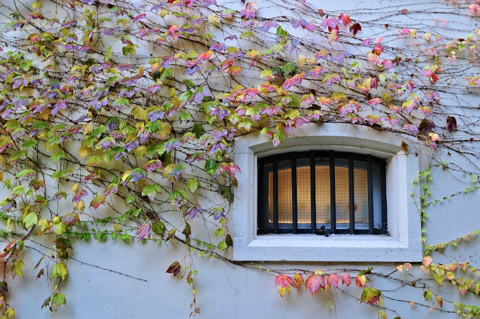 Window