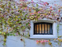 Window.jpg