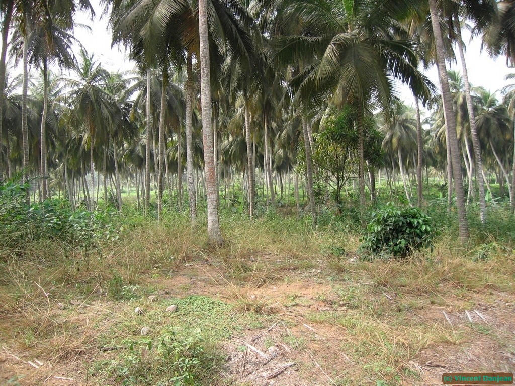 image00014