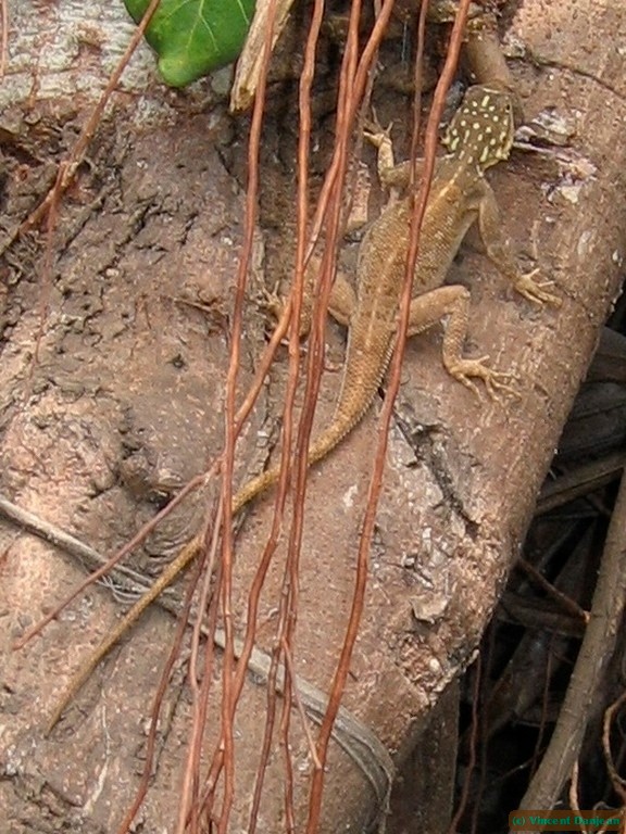 image00021