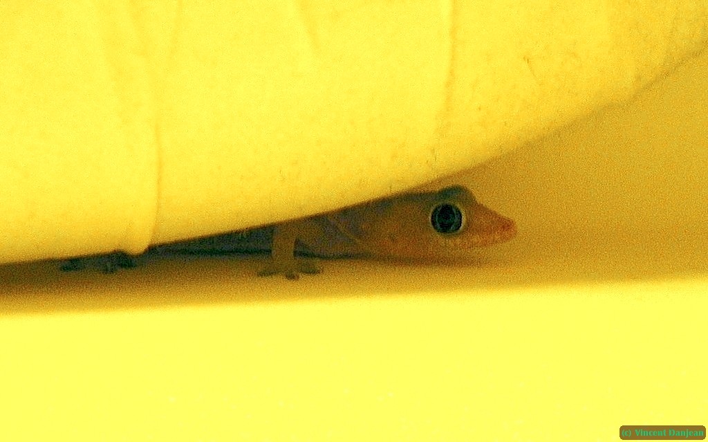 image00069
