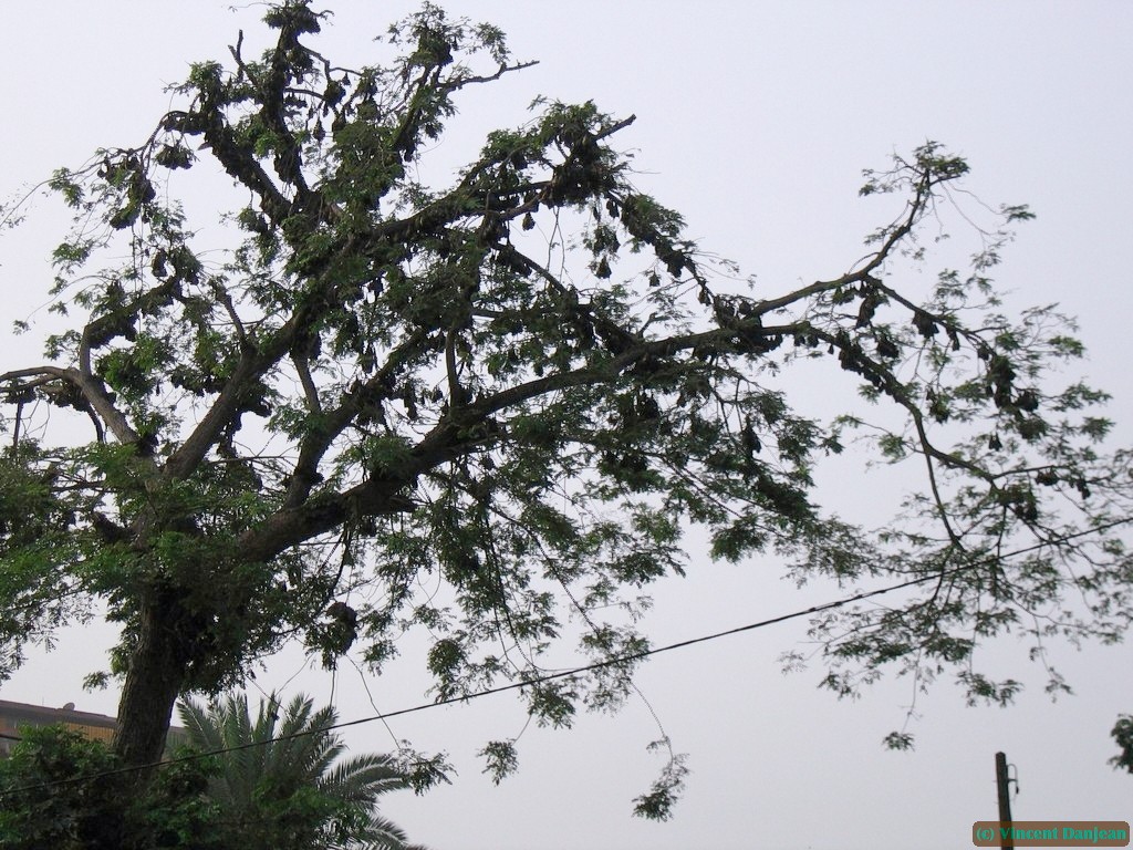 image00102