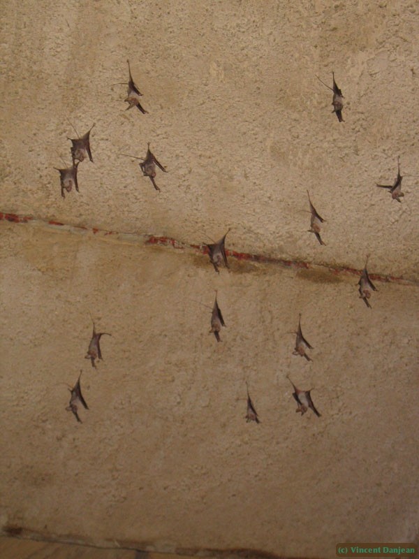 chauve-souristemplederamsesii-karnak