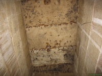 chauve-souris.jpg