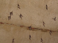 chauve-souristemplederamsesii-karnak.jpg