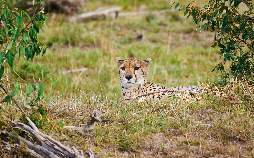 Cheetah