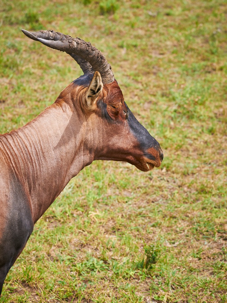 Topi