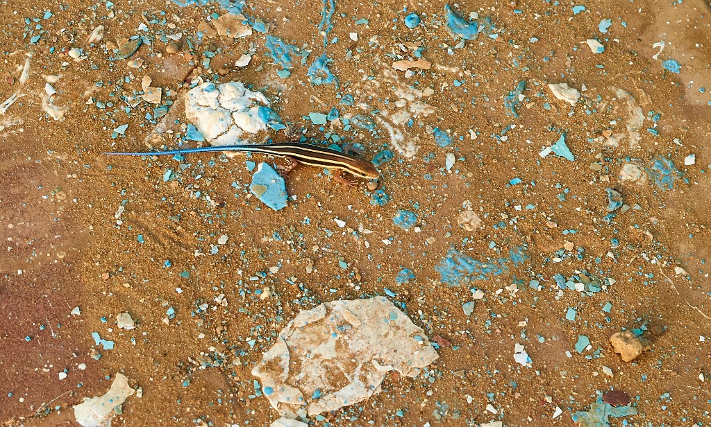 Un lézard bleu