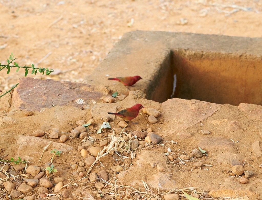 Des oiseaux rouges