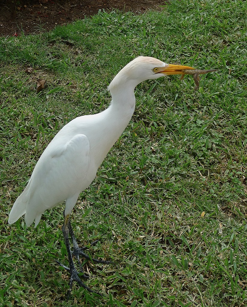 VARADERO, dernière destination... un.. oiseau (?) qui mange un.. lézard(?)