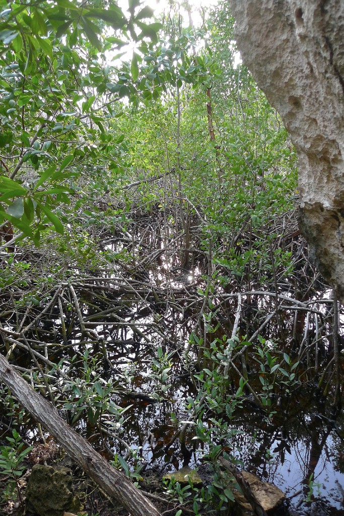Mangroves