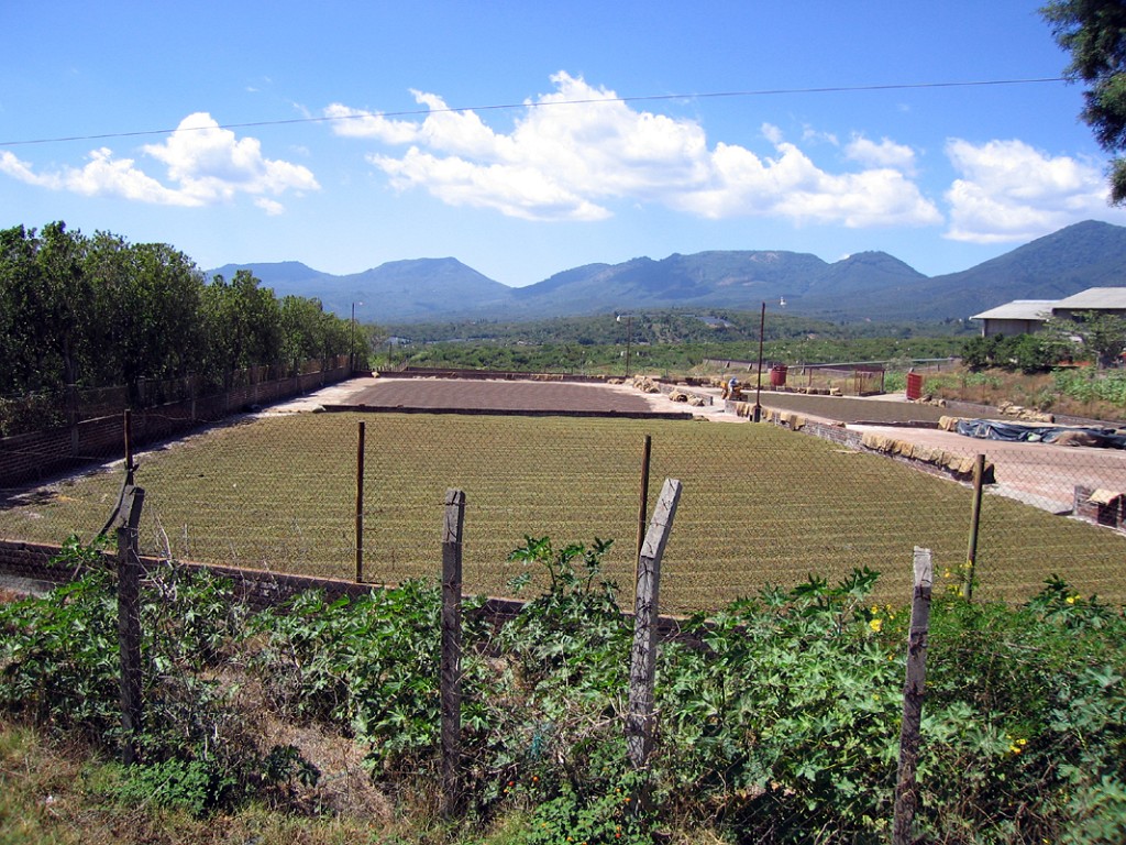 coffedrying200602076