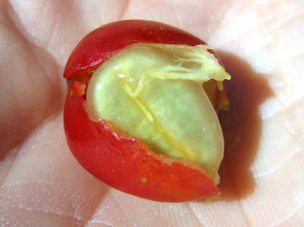 pacamara1957coffeebean