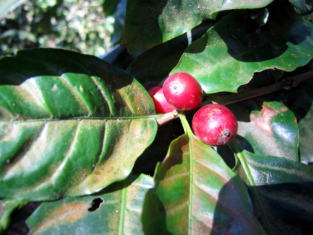 pacamaracoffee