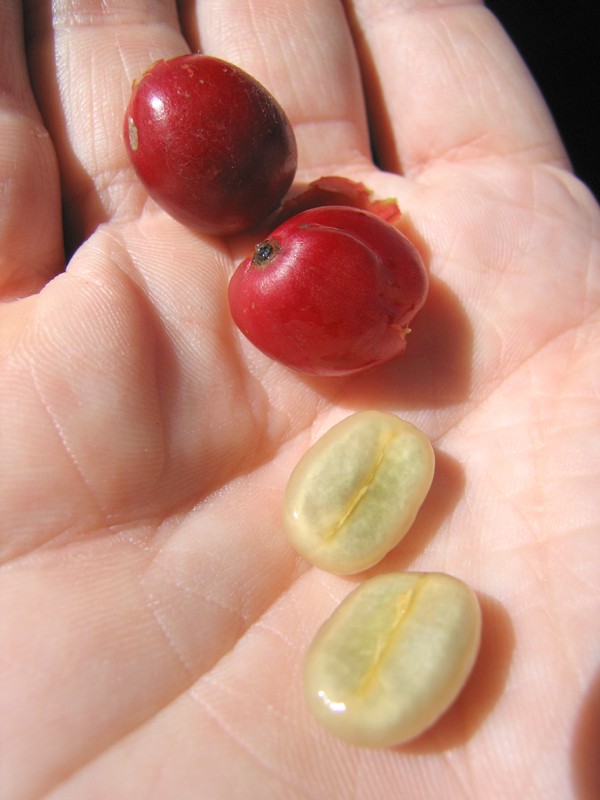 pacamaracoffeebeans