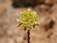 VDA_2437.jpg